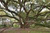 Seven-Sisters-Oak.jpg