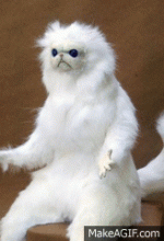 IMG_3799.gif